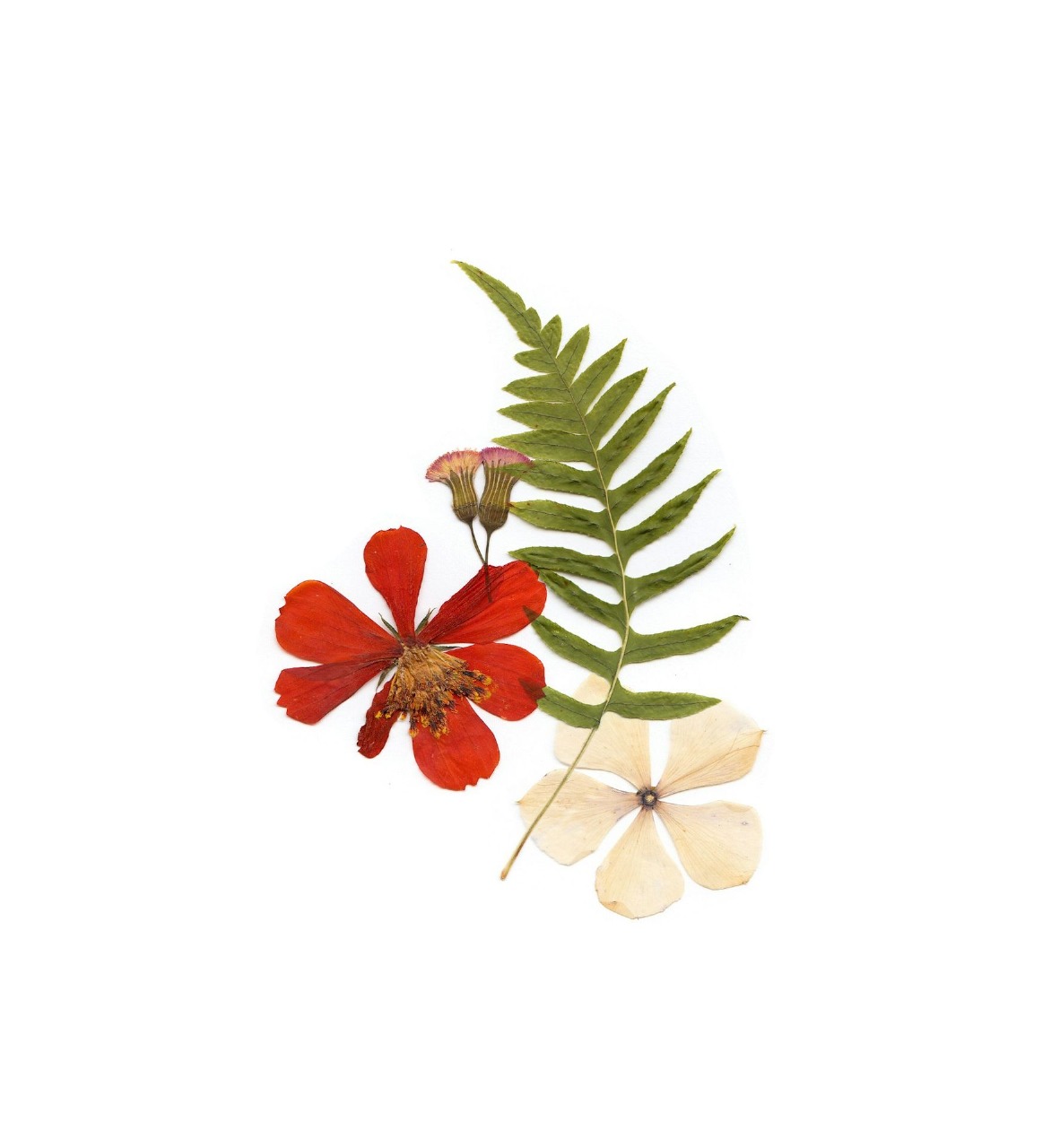 HandMade Gift - Ecocraft